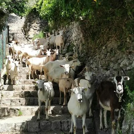 Tatil Evi Estate4home - Goat Path Positano