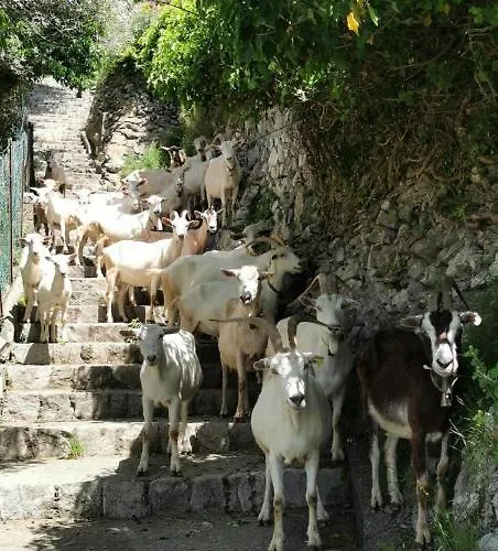 Vakantiehuis Estate4home - Goat Path Positano